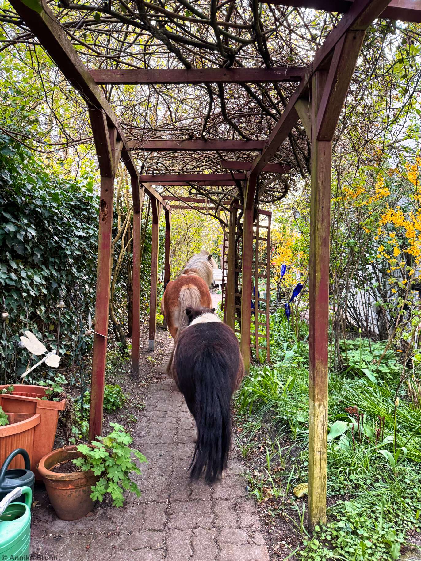 Ponys im Garten